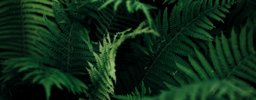green-edition