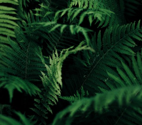 green-edition